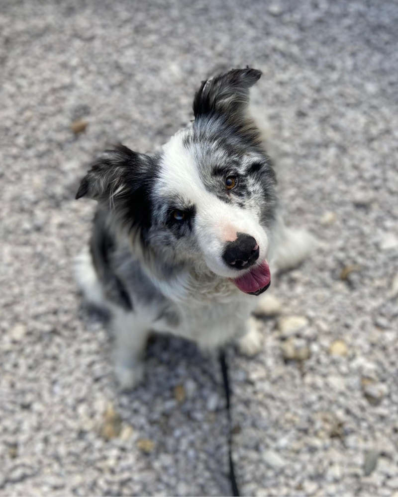 Fotó a rólunk részhez egy border collieról