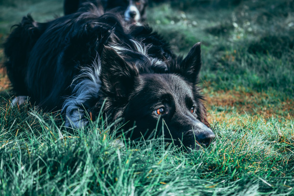 BC fajtamentés csapata