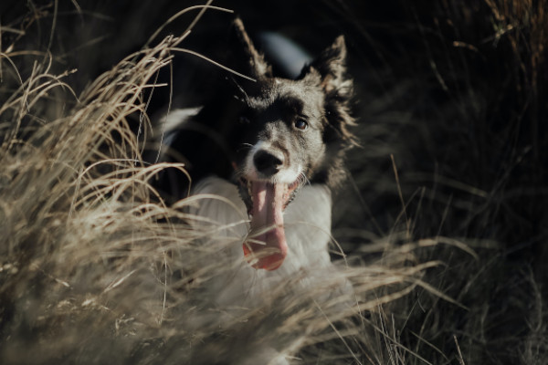 BC fajtamentés csapata