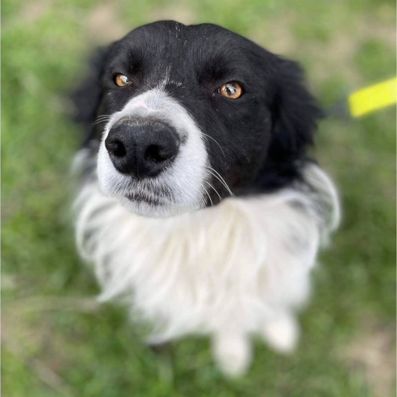 Border collie igéző szemekkel